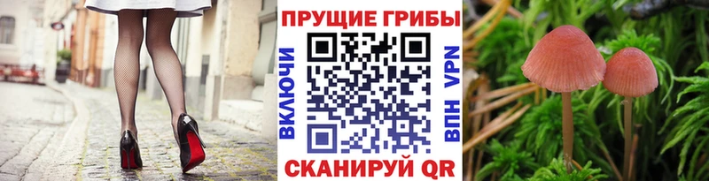Галлюциногенные грибы Psilocybine cubensis  купить наркоту  Высоковск 
